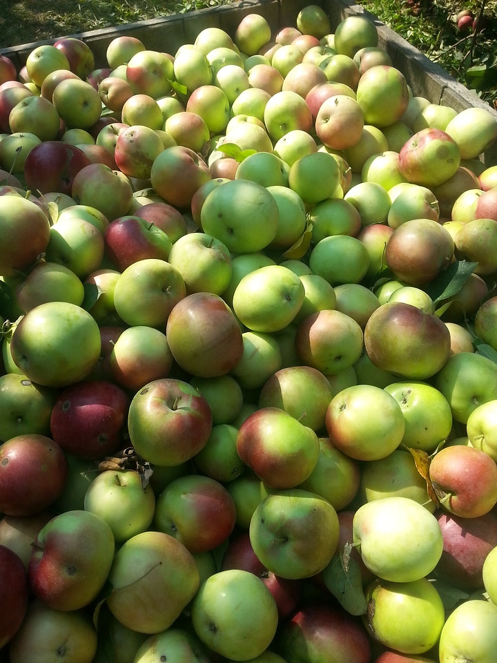 Fruit nature fresh
