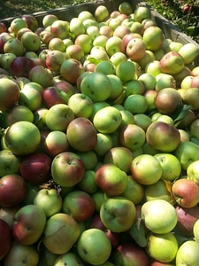 Fruit nature fresh
