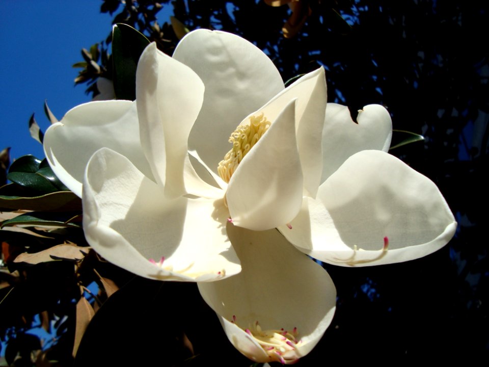 Flower, Plant, White, Flowering Plant