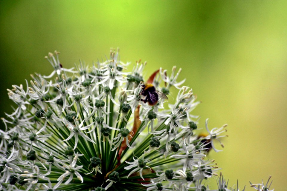 Close Up, Flora, Membrane Winged Insect, Insect