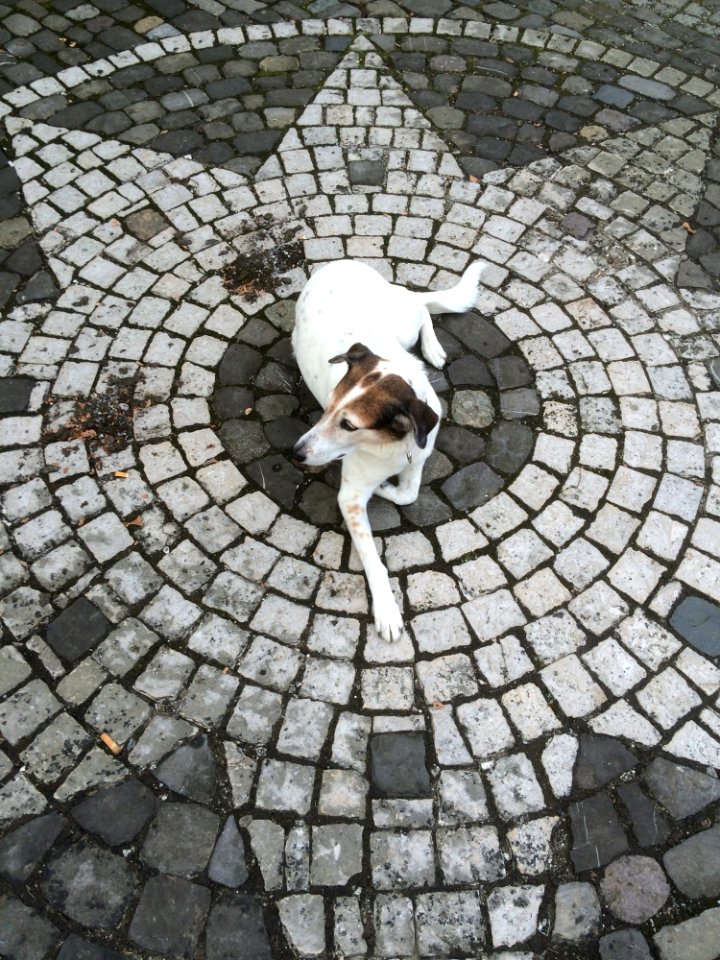 Dog Like Mammal, Cobblestone, Road Surface, Snout
