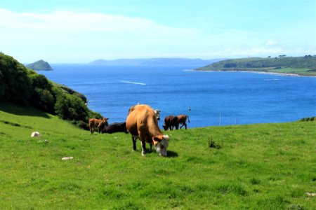 Grazing, Grassland, Pasture, Highland