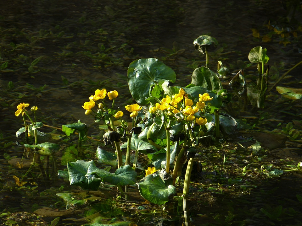 Marsh plant moist water