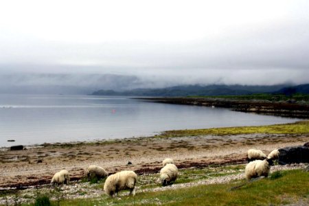 Herd, Highland, Sheep, Pasture