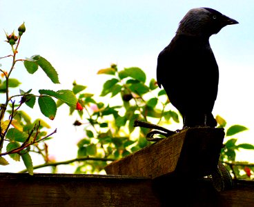 Bird, Fauna, Beak, Branch photo