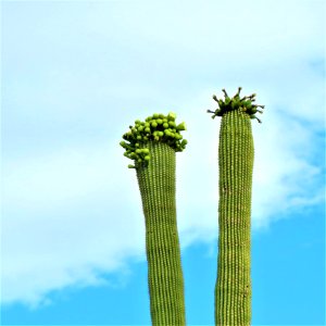 Plant, Cactus, Sky, Hedgehog Cactus photo