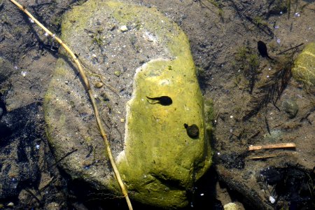 Rock, Water, Organism photo
