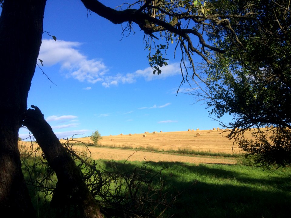 Sky, Tree, Ecosystem, Nature Reserve