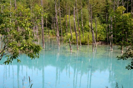 Water, Nature, Bayou, Wetland photo