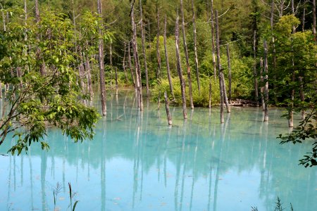 Water, Nature, Bayou, Wetland