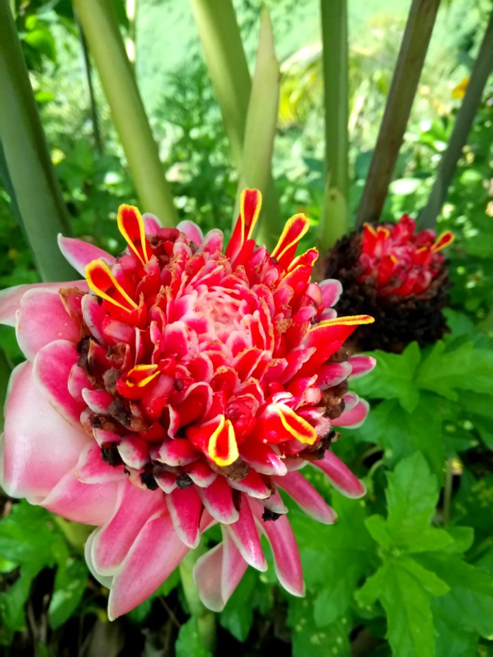 Flower, Plant, Flowering Plant, Annual Plant