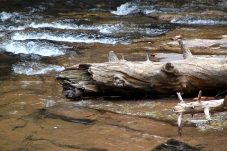 Water, Wood, River, Driftwood photo