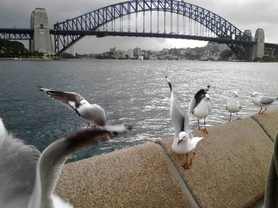 Bird, Water, Water Bird, Seabird