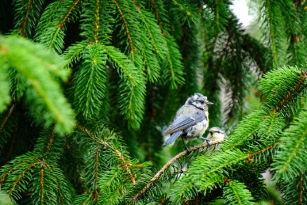 Bird, Tree, Ecosystem, Fauna