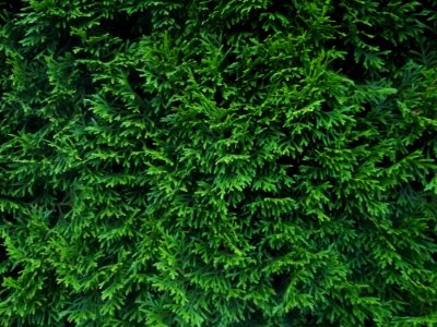 Ecosystem, Plant, Tree, Grass