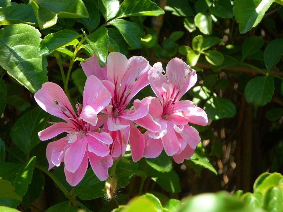 Blossom bloom plant