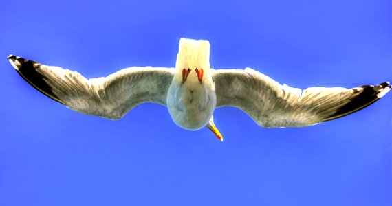 Sky, Beak, Bird, Fauna