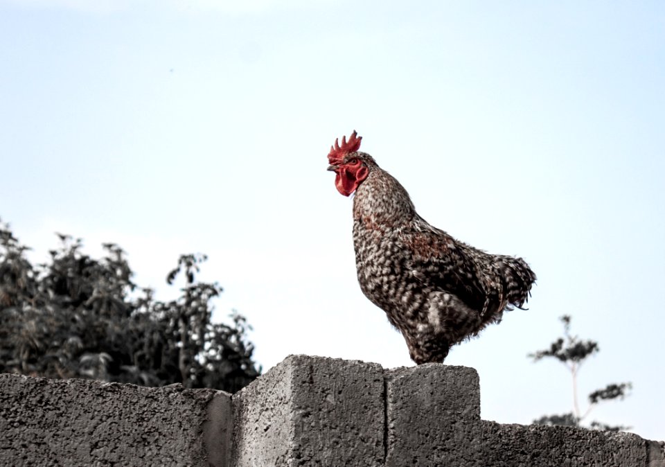 Chicken, Rooster, Galliformes, Bird