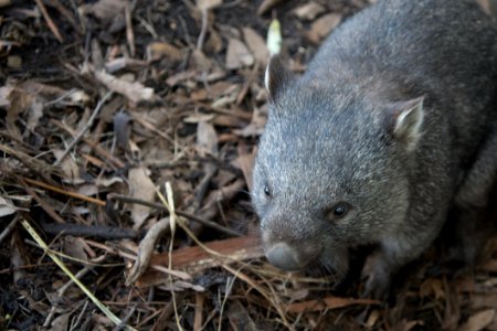 Fauna, Mammal, Marsupial, Wombat photo