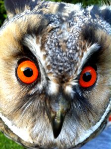 Owl, Beak, Bird Of Prey, Fauna photo