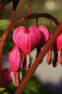 Herzerlstock flaming heart marie heart