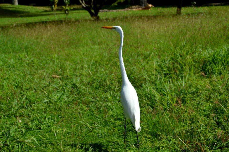 Bird, Ecosystem, Grass, Nature Reserve