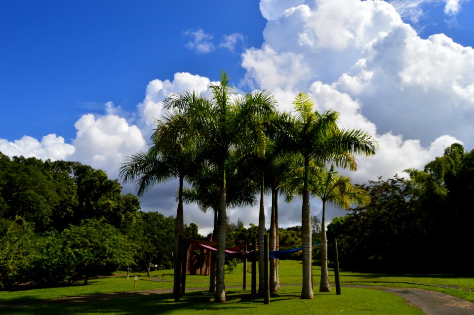 Sky, Cloud, Nature, Tree photo