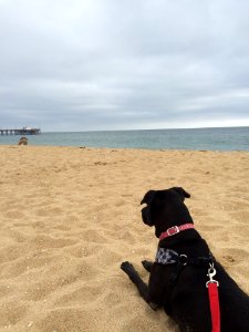 Beach, Dog, Sea, Sky