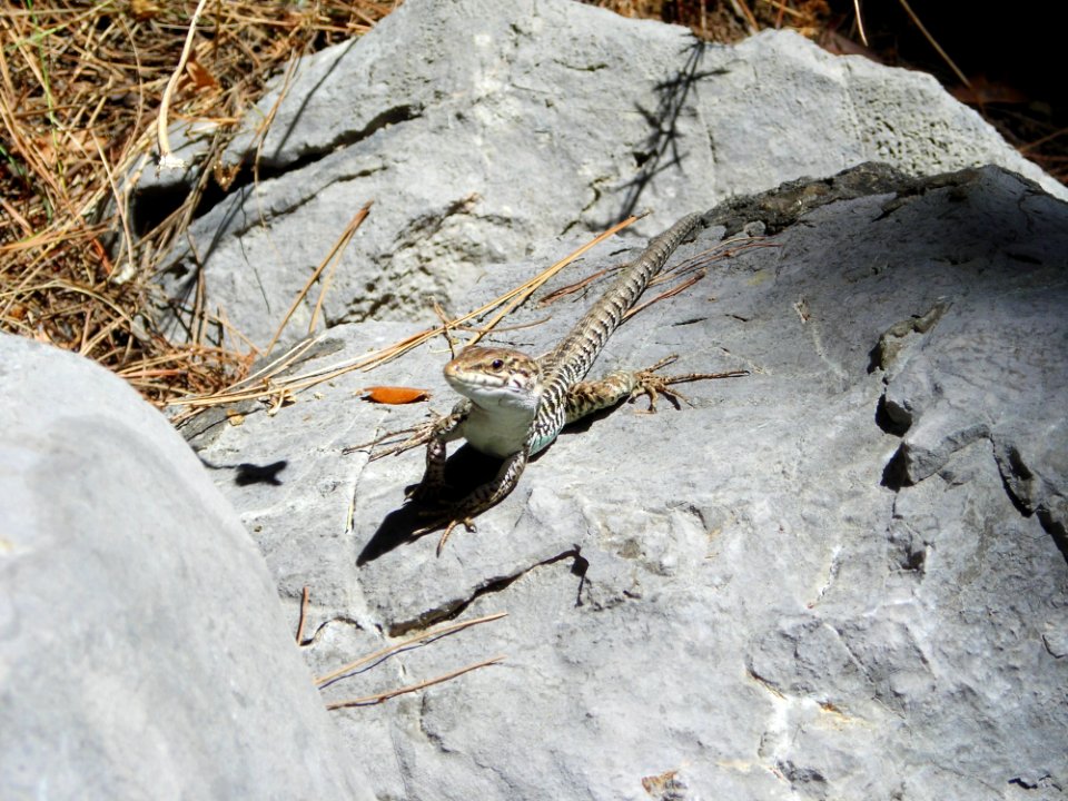Fauna, Reptile, Lizard, Organism