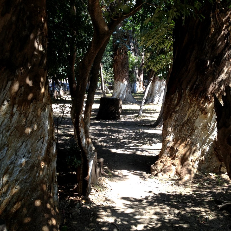 Tree, Woody Plant, Plant, Path