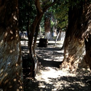 Tree, Woody Plant, Plant, Path