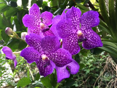 Plant, Flower, Flora, Flowering Plant