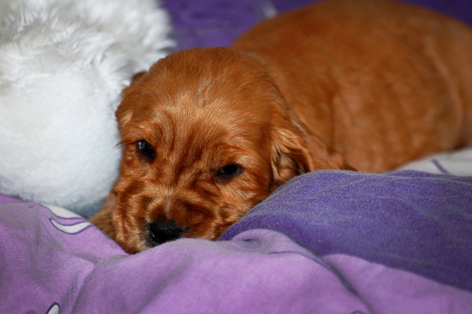 Dog, Dog Like Mammal, Dog Breed, Mammal