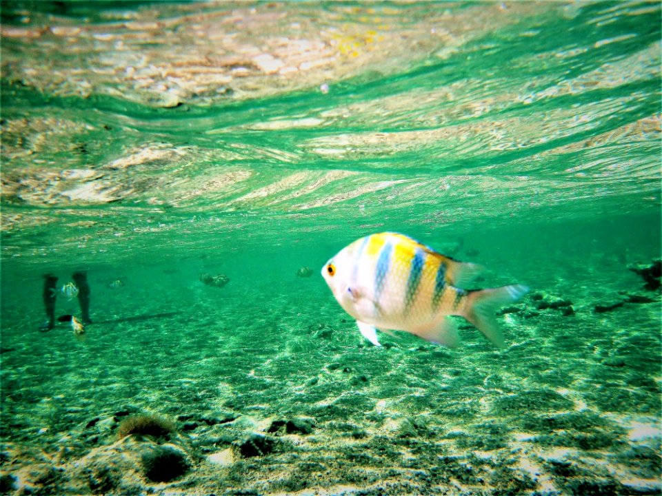 Water, Underwater, Sea, Ecosystem