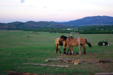Grassland, Ecosystem, Pasture, Horse photo