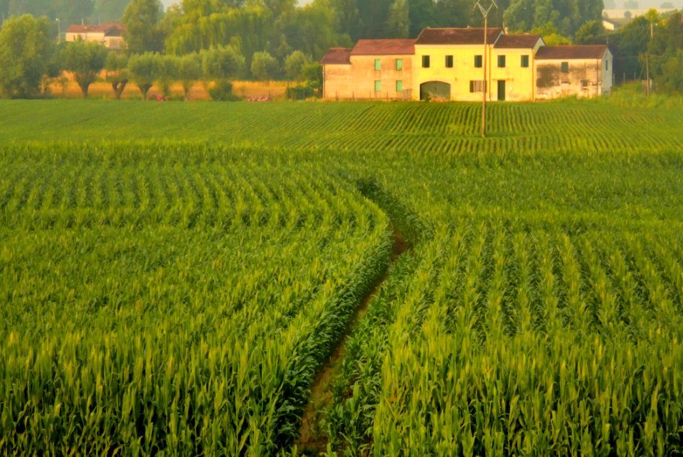 Agriculture, Field, Crop, Paddy Field