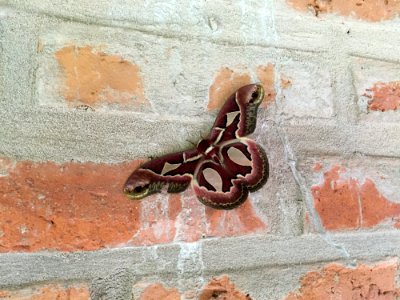 Wall, Serpent, Scaled Reptile
