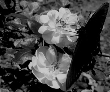 White, Black And White, Flower, Monochrome Photography