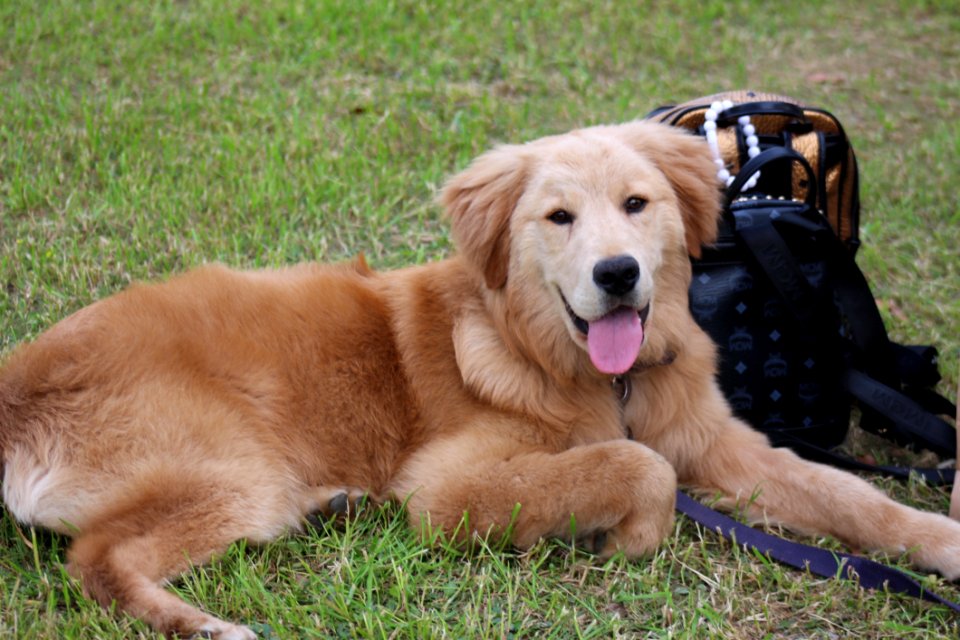 Dog, Dog Like Mammal, Golden Retriever, Dog Breed