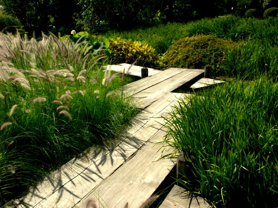 Grass, Vegetation, Plant, Path