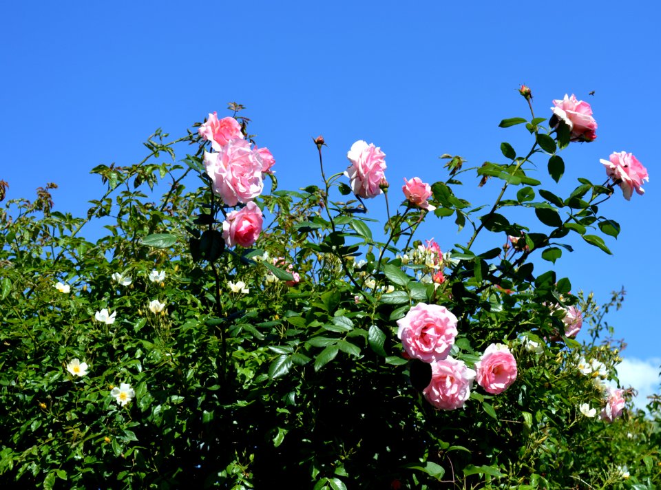 Flower, Plant, Sky, Rose Family