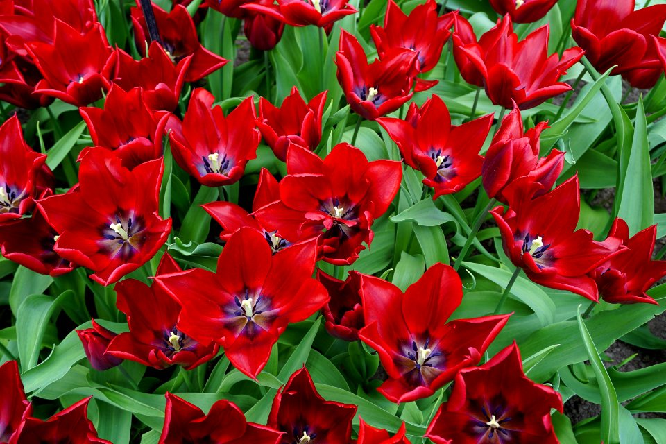 Flower, Plant, Flowering Plant, Tulip
