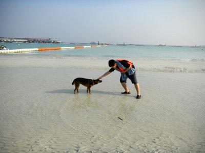 Beach, Dog, Body Of Water, Sand photo