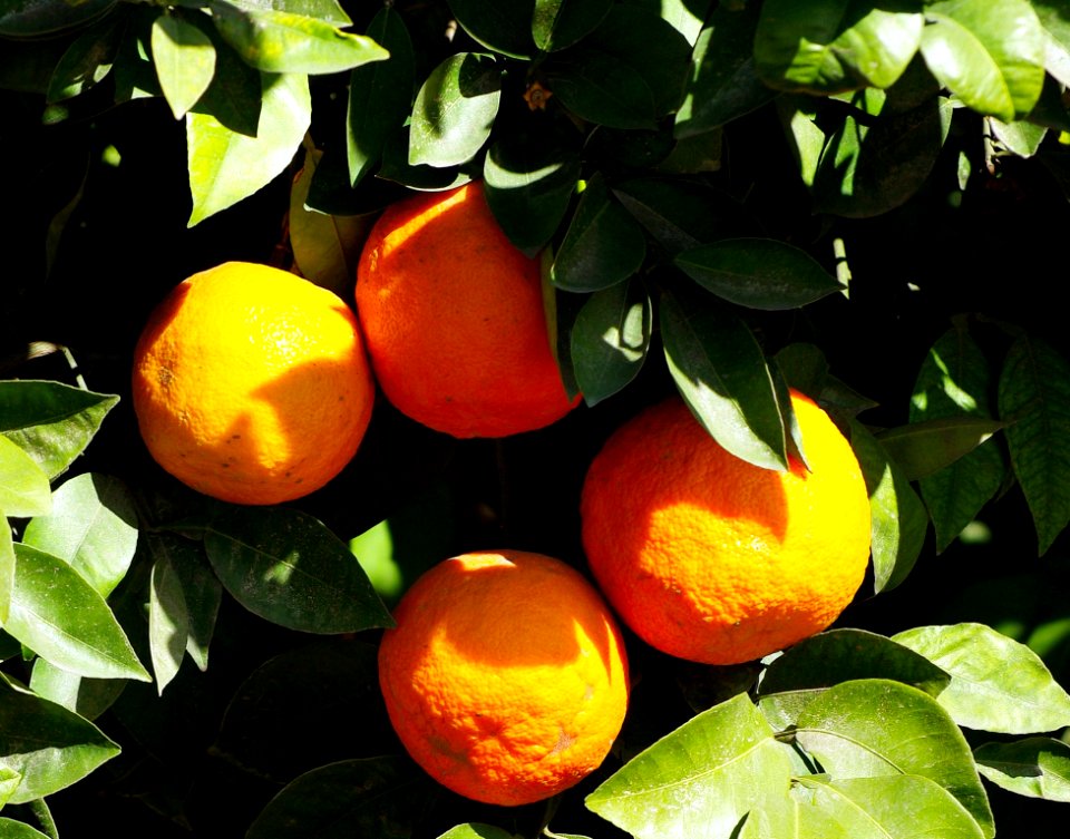 Citrus, Fruit, Valencia Orange, Bitter Orange