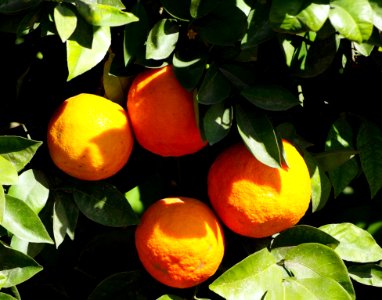 Citrus, Fruit, Valencia Orange, Bitter Orange photo