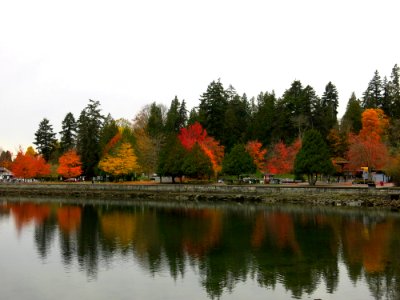 Reflection, Nature, Leaf, Water