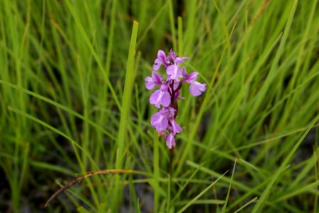 Flower, Plant, Flora, Grass