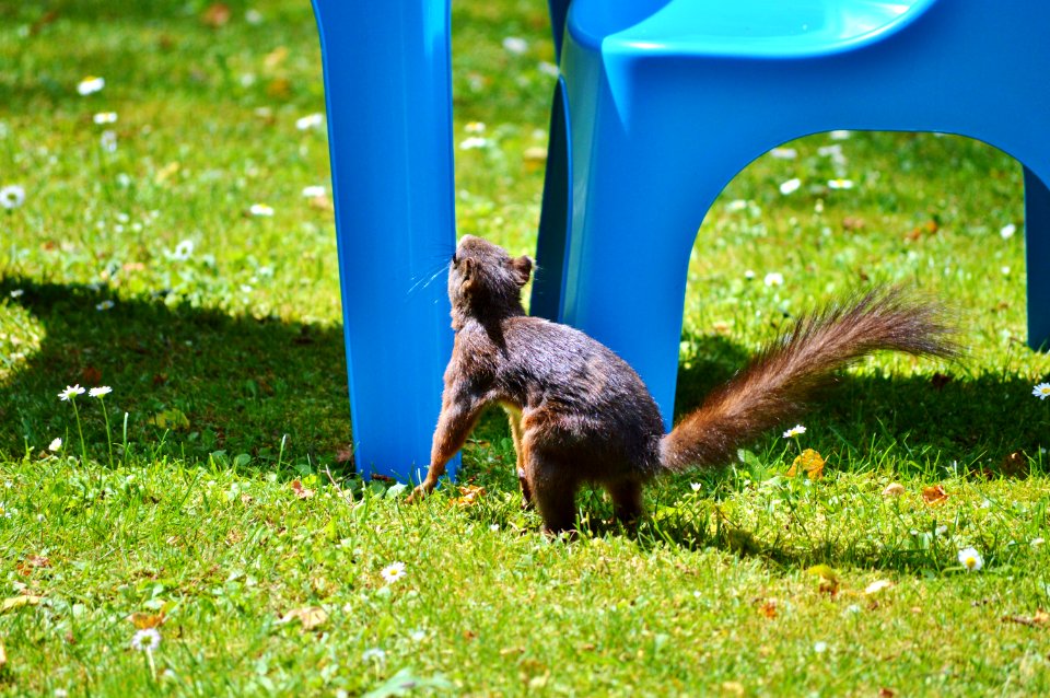 Fauna, Mammal, Grass, Squirrel