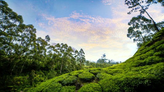 Vegetation, Nature, Sky, Nature Reserve photo