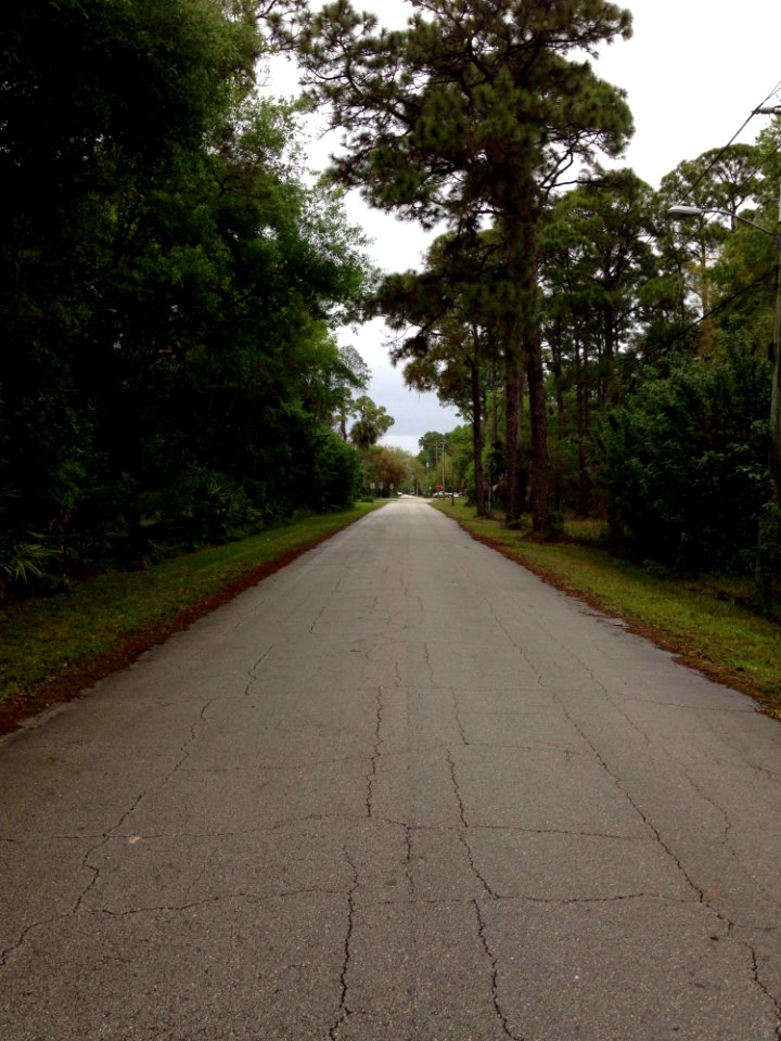 Road, Path, Lane, Tree